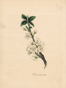 Plommetre - Vanlig plommetre, Prunus domestica. Hentet fra en illustrasjon av James Sowerby fra William Woodvilles "Medical Botany." Håndfarget sinkograf av C. Chabot tegnet av Miss MA Burnett fra hennes "" Plantae Utiliores: or Illustr av James Sowerby