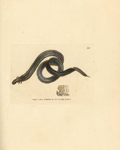 Polychaete orm, Phyllodoce lamelligera (Nereis lamelligera). Håndfarget kobberstikk av James Sowerby fra The British Miscellany, eller fargede figurer av nye, sjeldne eller lite kjente dyreemner. av James Sowerby