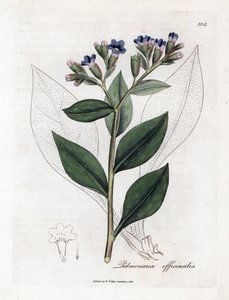 Pulmonal officinale - Lungeurt, Pulmonia officinalis. Håndfarget kobberstikk fra en botanisk illustrasjon av James Sowerby fra William Woodville og Sir William Jackson Hookers "" Medical Botany,"" John Bohn, London