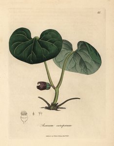 Lillablomstret asarabacca, eller vill ingefær, Asarum europaeum av James Sowerby