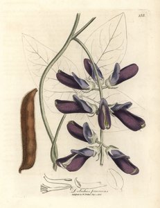 Lilla blomstret kuhøg dolichos, Dolichos pruriens