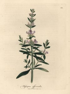 Lillablomstret isop, Hyssopus officinalis av James Sowerby
