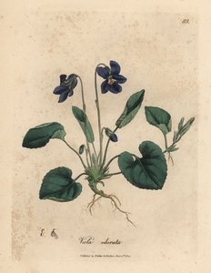 Lillablomstret søtfiolett, Viola odorata av James Sowerby