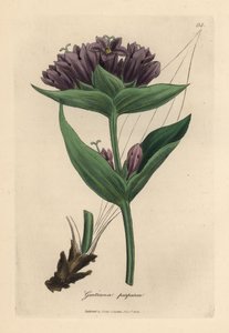 Lilla gentian, Gentiana purpurea av James Sowerby