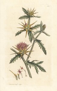 Lilla starthistel, Centaurea calcitrapa (Centauree hatchback, Centauree etoilee eller Star Thistle) Håndfarget kobberstikk etter en illustrasjon av James Sowerby fra James Smith's English Botany, London av James Sowerby