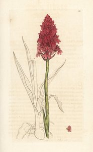 Pyramidal orkide, Anacamptis pyramidalis (Pyramidal orchis, Orchis pyramidalis). Håndfarget kobberstikk etter en illustrasjon av James Sowerby fra James Smith's English Botany, London av James Sowerby