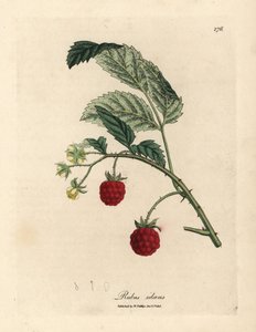 Bringebærbusk med moden frukt og gule blomster, Rubus idaeus av James Sowerby