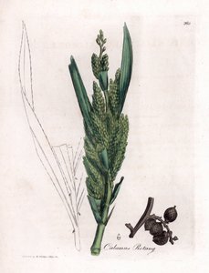 Rattan Palm - Rotang stokk, Calamus rotang. Håndfarget kobberstikk fra en botanisk illustrasjon av James Sowerby fra William Woodville og Sir William Jackson Hookers "" Medical Botany,"" John Bohn, London av James Sowerby