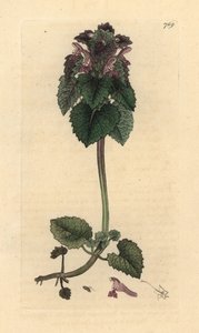 Rød deadnettle, Lamium purpureum Håndfarget kobberstikk etter en tegning av James Sowerby for James Smiths engelske botanikk av James Sowerby