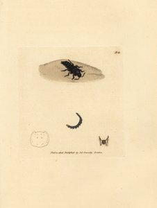 Rovebille, Velleius dilatatus (Target-horned Staphylinus, Staphylinus concolor). Håndfarget kobberstikk av James Sowerby fra The British Miscellany, eller fargede figurer av nye, sjeldne eller lite kjente dyreemner. av James Sowerby