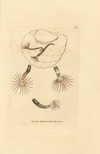 Sandorm med karmosinrøde følehorn, Amphitrite rosea. Håndfarget kobberstikk av James Sowerby fra The British Miscellany, eller fargede figurer av nye, sjeldne eller lite kjente dyreemner. av James Sowerby