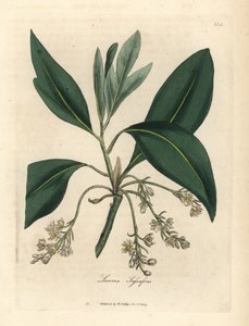 Sassafras tre, Laurus sassafras av James Sowerby