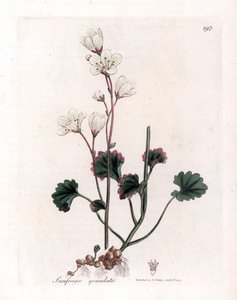 Saxifrage granulee eller bulbbles - White saxifrage, Saxifraga granulata. Håndfarget kobberstikk fra en botanisk illustrasjon av James Sowerby fra William Woodville og Sir William Jackson Hookers "" Medical Botany,"" John Bohn, London av James Sowerby
