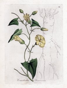 Scamonee - Scammony bindweed, Convolvulus scammonia. Håndfarget kobberstikk fra en botanisk illustrasjon av James Sowerby fra William Woodville og Sir William Jackson Hookers "" Medical Botany,"" John Bohn, London av James Sowerby