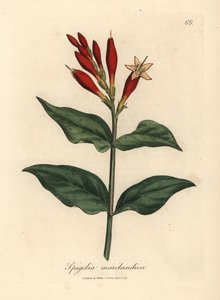 Scarlet blomstret indisk rosa, Spigelia marilandica av James Sowerby