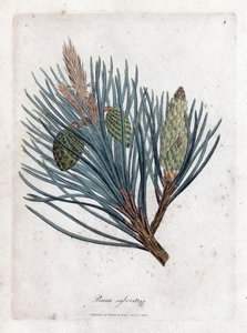 Skovfuru - Skovgran eller furu, Pinus sylvestris. Håndfarget kobberstikk fra en botanisk illustrasjon av James Sowerby fra William Woodville og Sir William Jackson Hookers "" Medical Botany,"" John Bohn, London