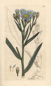 Havaster, Tripolium pannonicum subsp. tripolium (Sea starwort, Aster tripolium) (Aster maritime) Håndfarget kobberstikk etter en illustrasjon av James Sowerby fra James Smith's English Botany, London av James Sowerby