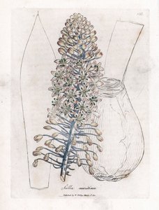 Sjøløk eller skjær, Drimia maritima. Håndfarget kobberstikk fra en botanisk illustrasjon av James Sowerby fra William Woodville og Sir William Jackson Hookers "" Medical Botany,"" John Bohn, London av James Sowerby