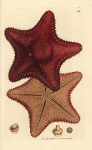Sjøstjerne eller sjøstjerne, Hippasteria phrygiana (Asterias equestris?). Håndfarget kobberstikk av James Sowerby fra The British Miscellany, eller fargede figurer av nye, sjeldne eller lite kjente dyreemner. av James Sowerby
