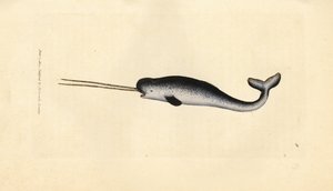 Sjøenhjørning eller narhval, Monodon monoceros. Sjeldent eksemplar med doble støttenner. Håndfarget kobberstikk av James Sowerby fra The British Miscellany, eller fargede figurer av nye, sjeldne eller lite kjente dyreemner. av James Sowerby