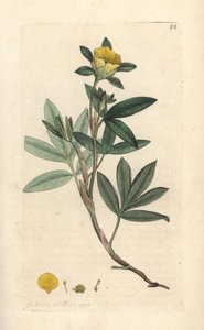 Shrubby cinquefoil, Dasiphora fruticosa eller Potentilla fruticosa (Cinquefoil frutescente ou la cinquefoil shbustive) Håndfarget kobberstikk etter en illustrasjon av James Sowerby fra James Smith's English Botany, London av James Sowerby