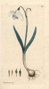 Snøklokke, Galanthus nivalis. Håndfarget kobberstikk etter en illustrasjon av James Sowerby fra James Smith's English Botany, London av James Sowerby