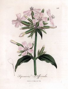 Såpeurt, Saponaria officinalis. Håndfarget kobberstikk fra en botanisk illustrasjon av James Sowerby fra William Woodville og Sir William Jackson Hookers "" Medical Botany,"" John Bohn, London av James Sowerby