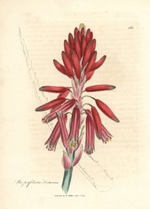 Socotorine aloe, Aloe perfoliata socotorine av James Sowerby
