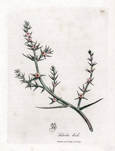 Soda brulee - stikkende salturt, Kali turgida. Håndfarget kobberstikk fra en botanisk illustrasjon av James Sowerby fra William Woodville og Sir William Jackson Hookers "" Medical Botany,"" John Bohn, London av James Sowerby