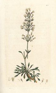 Spansk catchfly, Silene otites (spansk campion, Cucubalus otites) (silene og små blader) Håndfarget kobberstikk etter en illustrasjon av James Sowerby fra James Smith's English Botany, London av James Sowerby