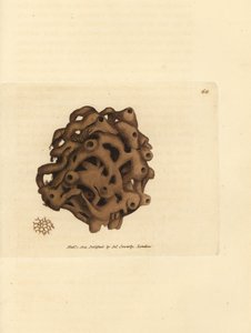 Svamp, Haliclona cinerea (kansellert svamp, Spongia cancellata). Håndfarget kobberstikk av James Sowerby fra The British Miscellany, eller fargede figurer av nye, sjeldne eller lite kjente dyreemner. av James Sowerby