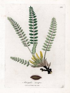 Stemless Astragalus - Stemless milkvetch, Astragalus excapus. Håndfarget kobberstikk fra en botanisk illustrasjon av James Sowerby fra William Woodville og Sir William Jackson Hookers "" Medical Botany,"" John Bohn, London av James Sowerby