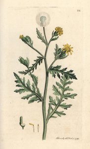 Stinkende eller klebrig jordsel, Senecio viscosus (viskos senekon) Håndfarget kobberstikk etter en illustrasjon av James Sowerby fra James Smith's English Botany, London av James Sowerby