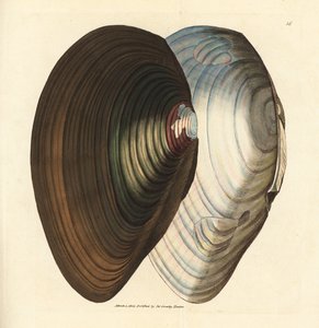Svanemusling, Anodonta stagnalis (Mytilus stagnalis). Håndfarget kobberstikk av James Sowerby fra The British Miscellany, eller fargede figurer av nye, sjeldne eller lite kjente dyreemner. av James Sowerby