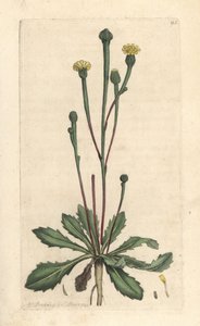 Swin's succory, Arnoseris minima (Hyoseris minima). Håndfarget kobberstikk etter en illustrasjon av James Sowerby fra James Smith's English Botany, London av James Sowerby
