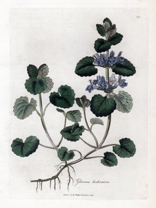 Terrestrisk eføy - Jordeføy, Glecoma hederacea. Håndfarget kobberstikk fra en botanisk illustrasjon av James Sowerby fra William Woodville og Sir William Jackson Hookers "" Medical Botany,"" John Bohn, London av James Sowerby