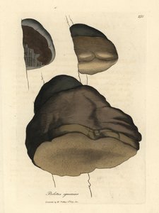 Touchwood boletus eller agaric sopp, Boletus igniarius av James Sowerby