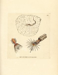 Rørbyggende annelid vifteorm, Spirobranchus triqueter. Håndfarget kobberstikk av James Sowerby fra The British Miscellany, eller fargede figurer av nye, sjeldne eller lite kjente dyreemner. av James Sowerby