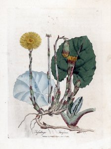 Tuslage eller ikke esel - Coltsfoot, Tussilago fara. Håndfarget kobberstikk fra en botanisk illustrasjon av James Sowerby fra William Woodville og Sir William Jackson Hookers "" Medical Botany,"" John Bohn, London av James Sowerby