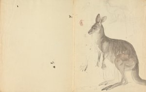 To kenguruer med detaljer av James Sowerby
