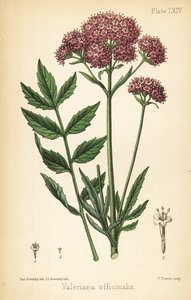 Valerian, Valeriana officinalis. Håndfarget litografi av Charlotte Caroline Sowerby etter en illustrasjon av James Sowerby fra Edward Hamiltons Flora Homeopathica, Bailliere, London