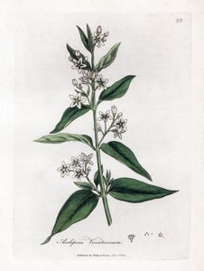 Variete d'asclepias - Svaleurt, Asclepias vincetoxicum. Håndfarget kobberstikk fra en botanisk illustrasjon av James Sowerby fra William Woodville og Sir William Jackson Hookers "" Medical Botany,"" John Bohn, London av James Sowerby