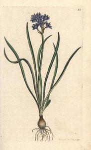 Vernal eller spring squill, Scilla verna (Spring Scille) Håndfarget kobberstikk etter en illustrasjon av James Sowerby fra James Smith's English Botany, London av James Sowerby