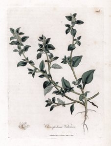 Vuvaire - Stinkende gåsefot, Chenopodium vulvaria. Håndfarget kobberstikk fra en botanisk illustrasjon av James Sowerby fra William Woodville og Sir William Jackson Hookers "" Medical Botany,"" John Bohn, London av James Sowerby