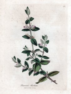 Vann germandree - Vann germandree, Teucrium scordium. Håndfarget kobberstikk fra en botanisk illustrasjon av James Sowerby fra William Woodville og Sir William Jackson Hookers "" Medical Botany,"" John Bohn, London av James Sowerby