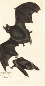 Western barbastelle flaggermus, Barbastella barbastellus barbastellus (Vespertilio barbastellus). Håndfarget kobberstikk av James Sowerby fra The British Miscellany, eller fargede figurer av nye, sjeldne eller lite kjente dyreemner. av James Sowerby