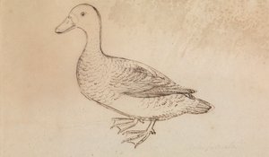 White-faced Whistling Duck av James Sowerby