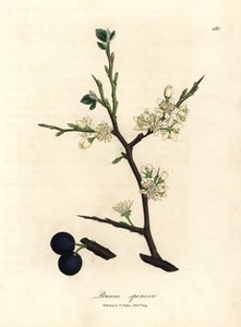 Hvit blomst og blå bær av sloe-treet, Prunus spinosa av James Sowerby