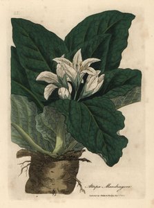 Hvitblomstret mandrake, Atropa mandragora av James Sowerby
