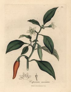 Hvitblomstret, skarlagenrød guinea pepper, Capsicum annuum av James Sowerby